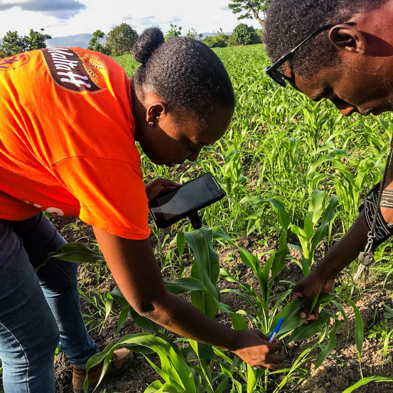SMASH Mobil is a mobile data collection app that follows sorghum production from land development to final delivery
